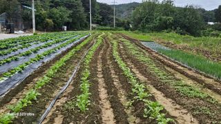 임일재님의 배추 · 영농일지 작성글 사진