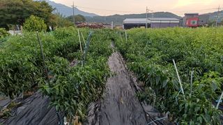 남궁봉님의 고추 · 영농일지 작성글 사진