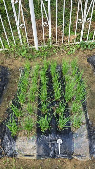 윤두현님의 기타작물 · 영농일지 작성글 사진