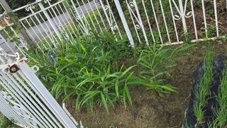 윤두현님의 기타작물 · 영농일지 작성글 사진