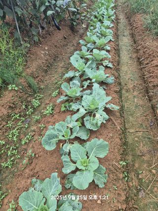 정택님의 배추 · 영농일지 작성글 사진