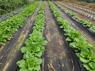 경달현님의 배추 · 영농일지 작성글 사진