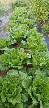 팜모닝 고추·영농일지 게시글 이미지