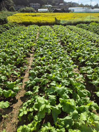 hoonkoo님의 기타작물 · 영농일지 작성글 사진