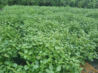 경남하동이주랑님의 들깨 · 영농일지 작성글 사진