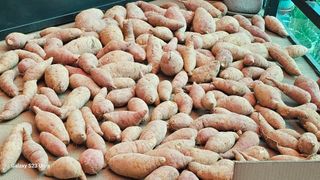 임일재님의 고구마 · 영농일지 작성글 사진