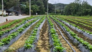 임일재님의 배추 · 영농일지 작성글 사진