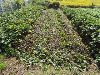 hoonkoo님의 기타작물 · 영농일지 작성글 사진