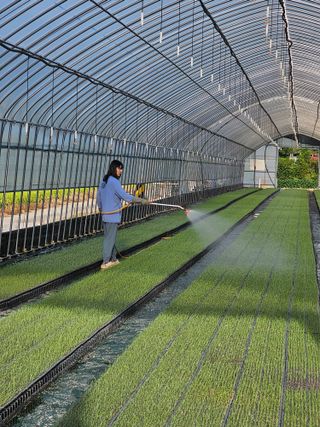 권정식님의 양파 · 영농일지 작성글 사진