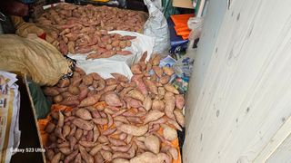 임일재님의 고구마 · 영농일지 작성글 사진