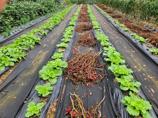 경달현님의 배추 · 영농일지 작성글 사진