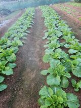 팜모닝 배추·영농일지 게시글 이미지