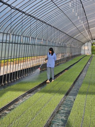 권정식님의 양파 · 영농일지 작성글 사진