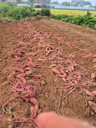 hoonkoo님의 기타작물 · 영농일지 작성글 사진