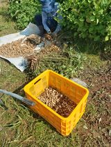 팜모닝 기타작물·영농일지 게시글 이미지