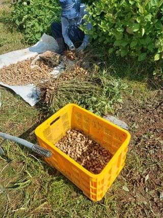 미카엘농장님의 기타작물 · 영농일지 작성글 사진
