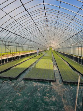 권정식님의 양파 · 영농일지 작성글 사진