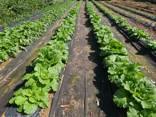 경달현님의 배추 · 영농일지 작성글 사진