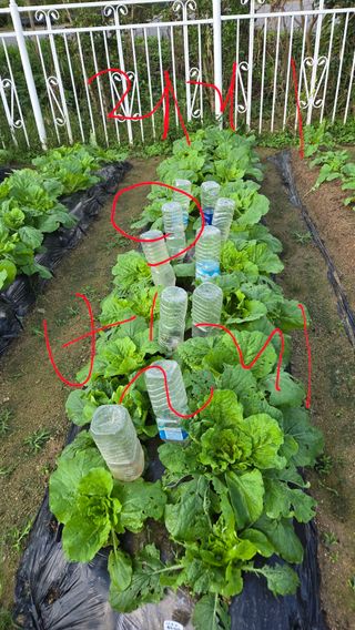 윤두현님의 기타작물 · 영농일지 작성글 사진