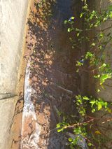 팜모닝 기타작물·영농일지 게시글 이미지