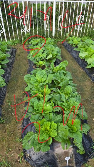 윤두현님의 기타작물 · 영농일지 작성글 사진