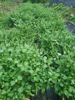 경남하동이주랑님의 들깨 · 영농일지 작성글 사진