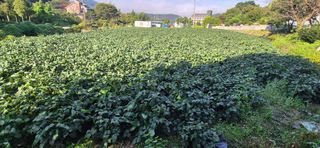 김무진님의 기타작물 · 영농일지 작성글 사진