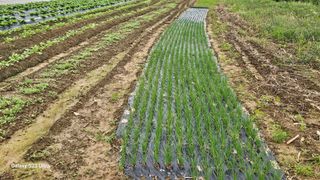 임일재님의 배추 · 영농일지 작성글 사진