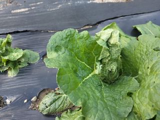 한석희님의 배추 · 영농일지 작성글 사진