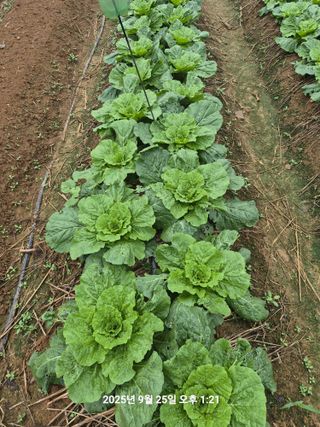 정택님의 배추 · 영농일지 작성글 사진