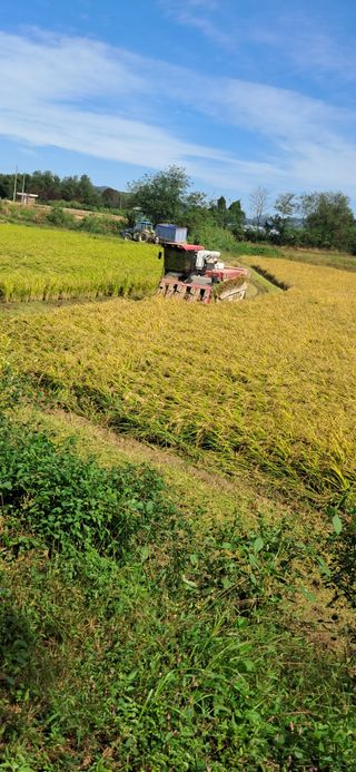 이복길님의 벼 · 영농일지 작성글 사진