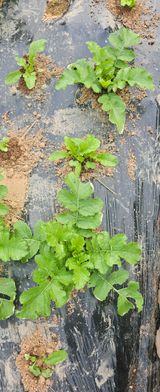 팜모닝 기타작물·영농일지 게시글 이미지