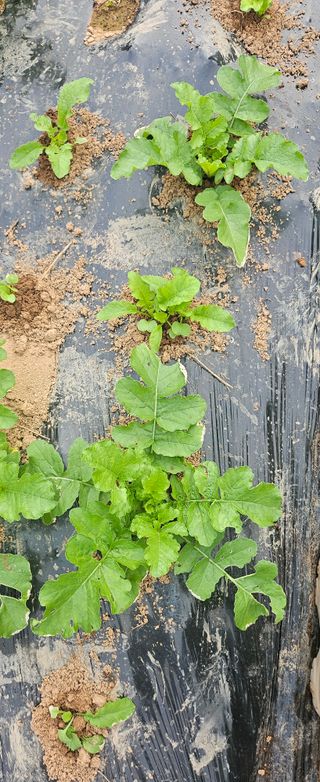 김윤오님의 기타작물 · 영농일지 작성글 사진