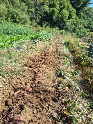 심기섭님의 기타작물 · 영농일지 작성글 사진