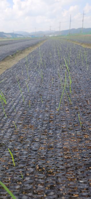 구춘봉님의 마늘 · 영농일지 작성글 사진