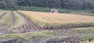 이복길님의 벼 · 영농일지 작성글 사진