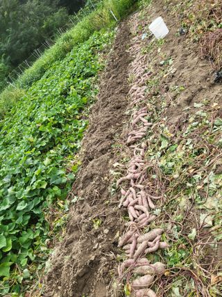 전선경님의 고구마 · 영농일지 작성글 사진