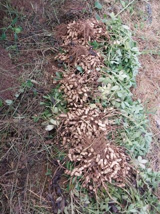 영수농원님의 기타작물 · 영농일지 작성글 사진