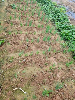 유명숙님의 파 · 영농일지 작성글 사진