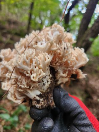 김영옥님의 기타작물 · 영농일지 작성글 사진