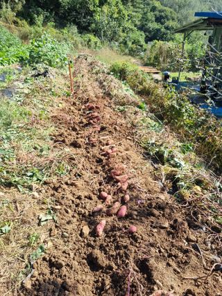 심기섭님의 기타작물 · 영농일지 작성글 사진