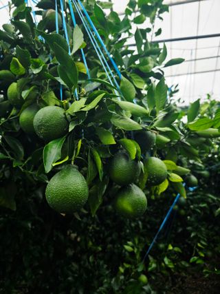 민성종묘(감귤묘목)님의 귤 · 영농일지 작성글 사진