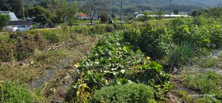 산골아찌님의 배추 · 영농일지 작성글 사진