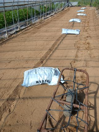 자기왕사랑해님의 양파 · 영농일지 작성글 사진