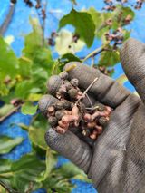 팜모닝 기타작물·영농일지 게시글 이미지