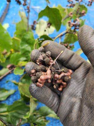 김영옥님의 기타작물 · 영농일지 작성글 사진