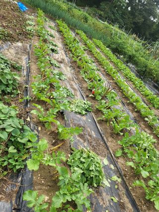 전선경님의 고구마 · 영농일지 작성글 사진