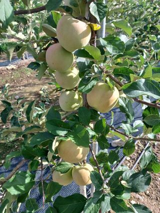 오금식(대청농원)님의 사과 · 영농일지 작성글 사진