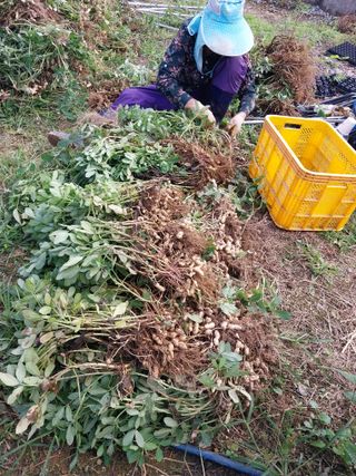 영수농원님의 기타작물 · 영농일지 작성글 사진