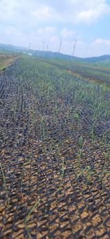 팜모닝 마늘·영농일지 게시글 이미지